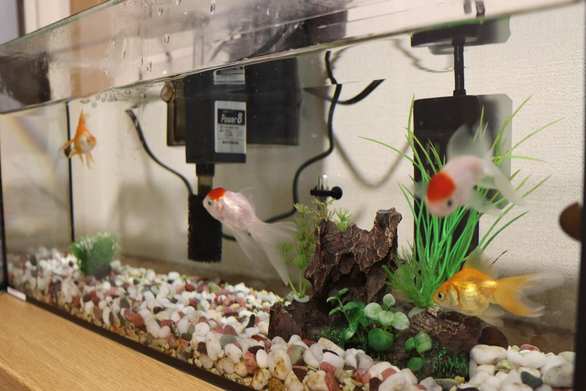 Niji Homestay Osaka Ngoại thất bức ảnh